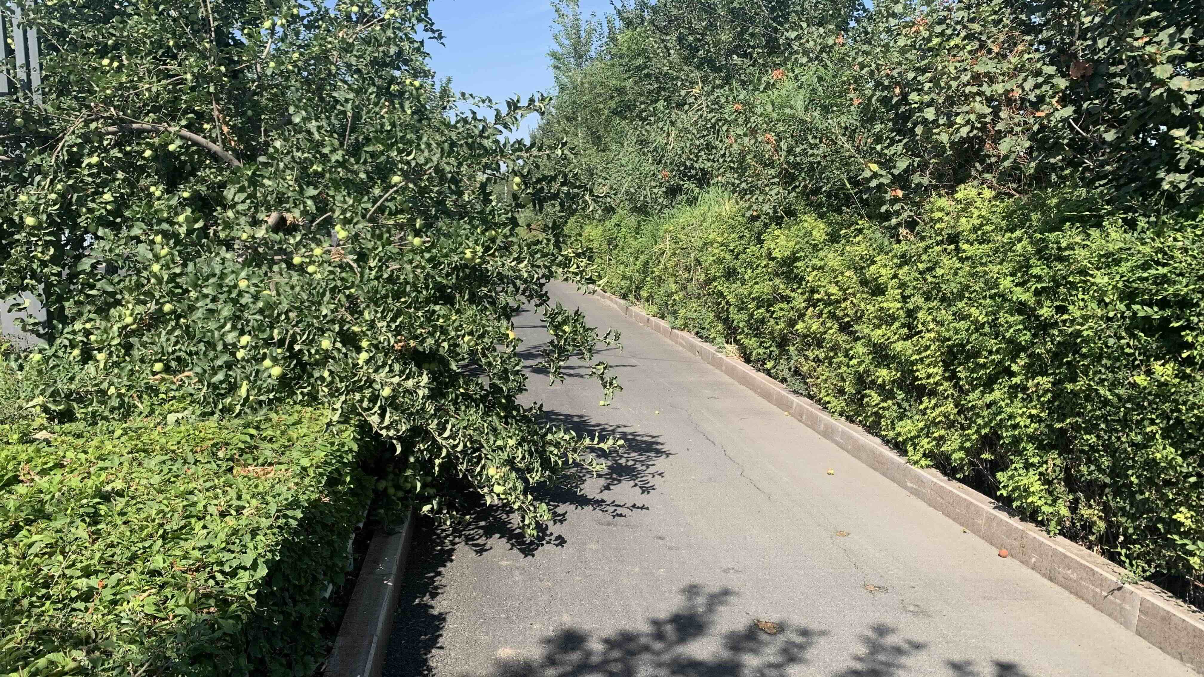 蘋果樹
