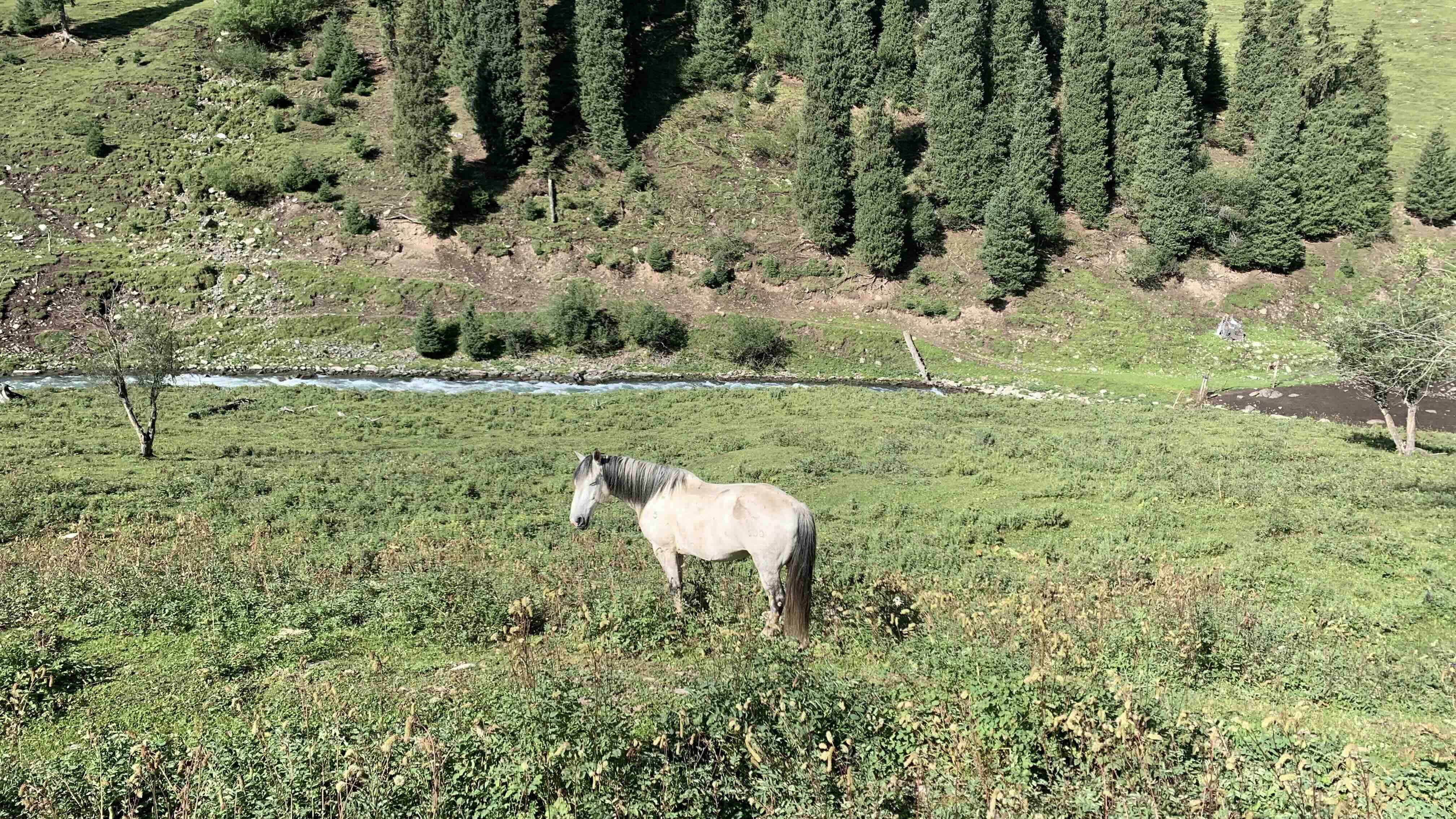 年紀稍大的白馬