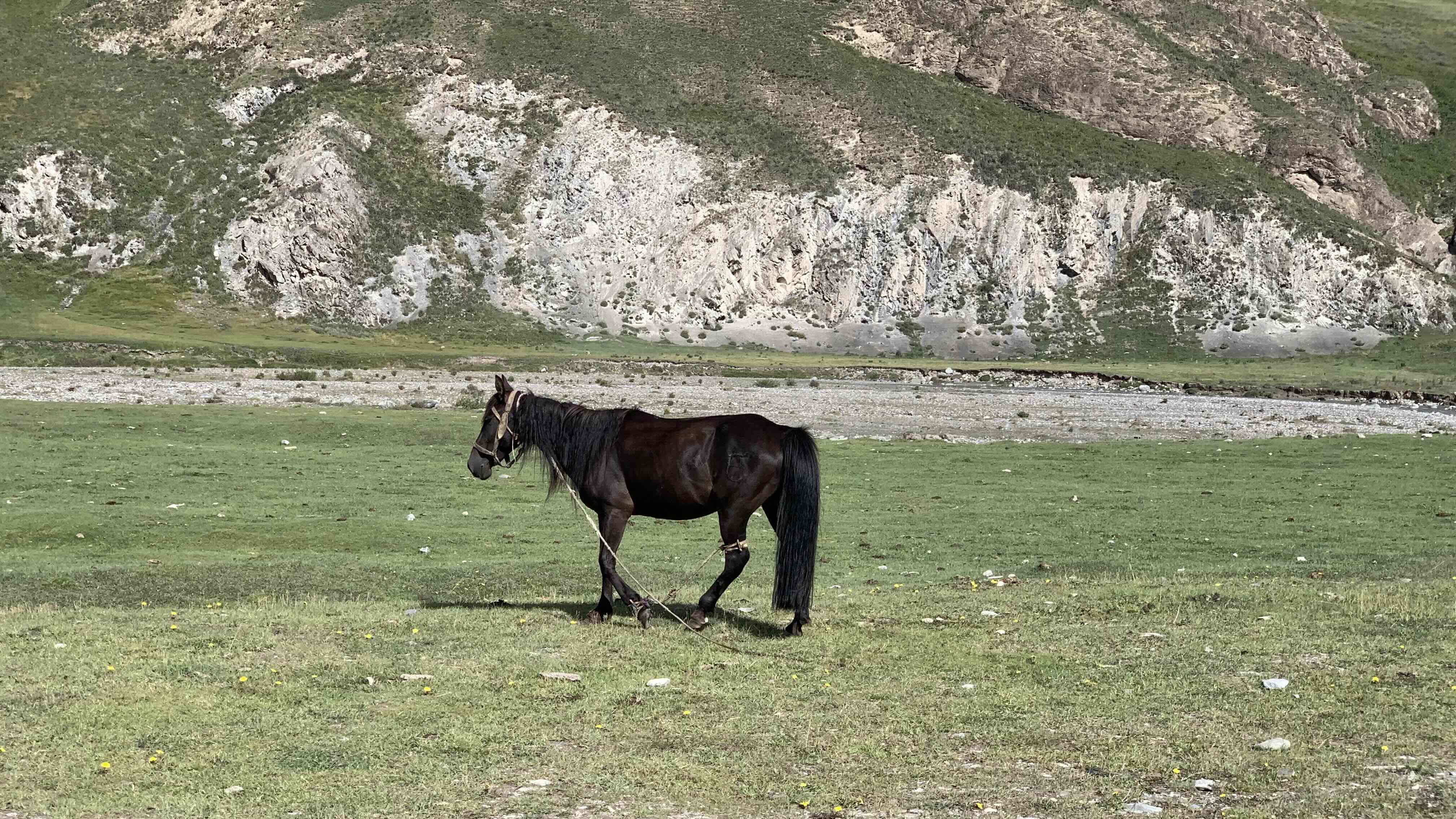 被綑綁的馬