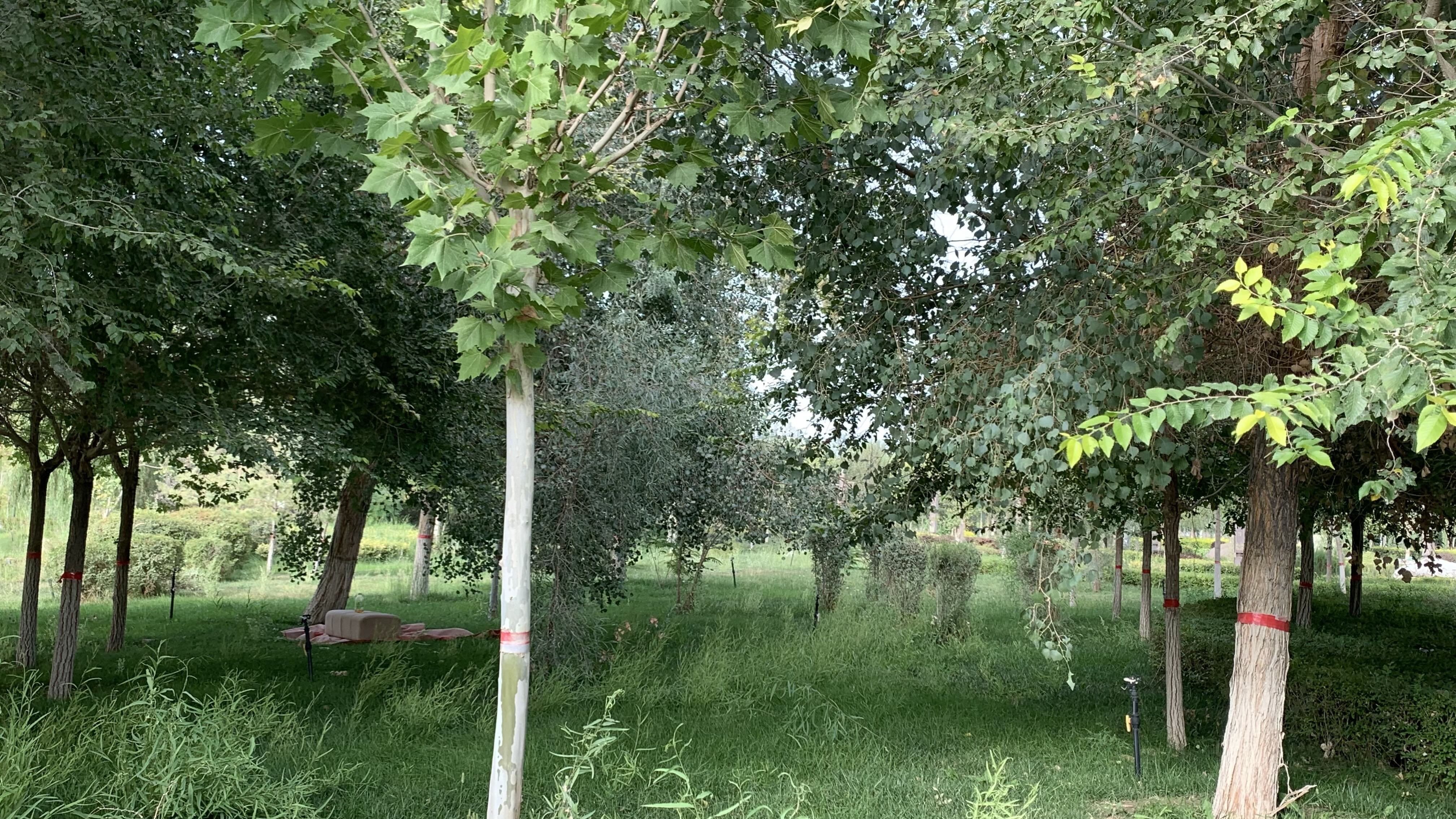 都護府園區草叢