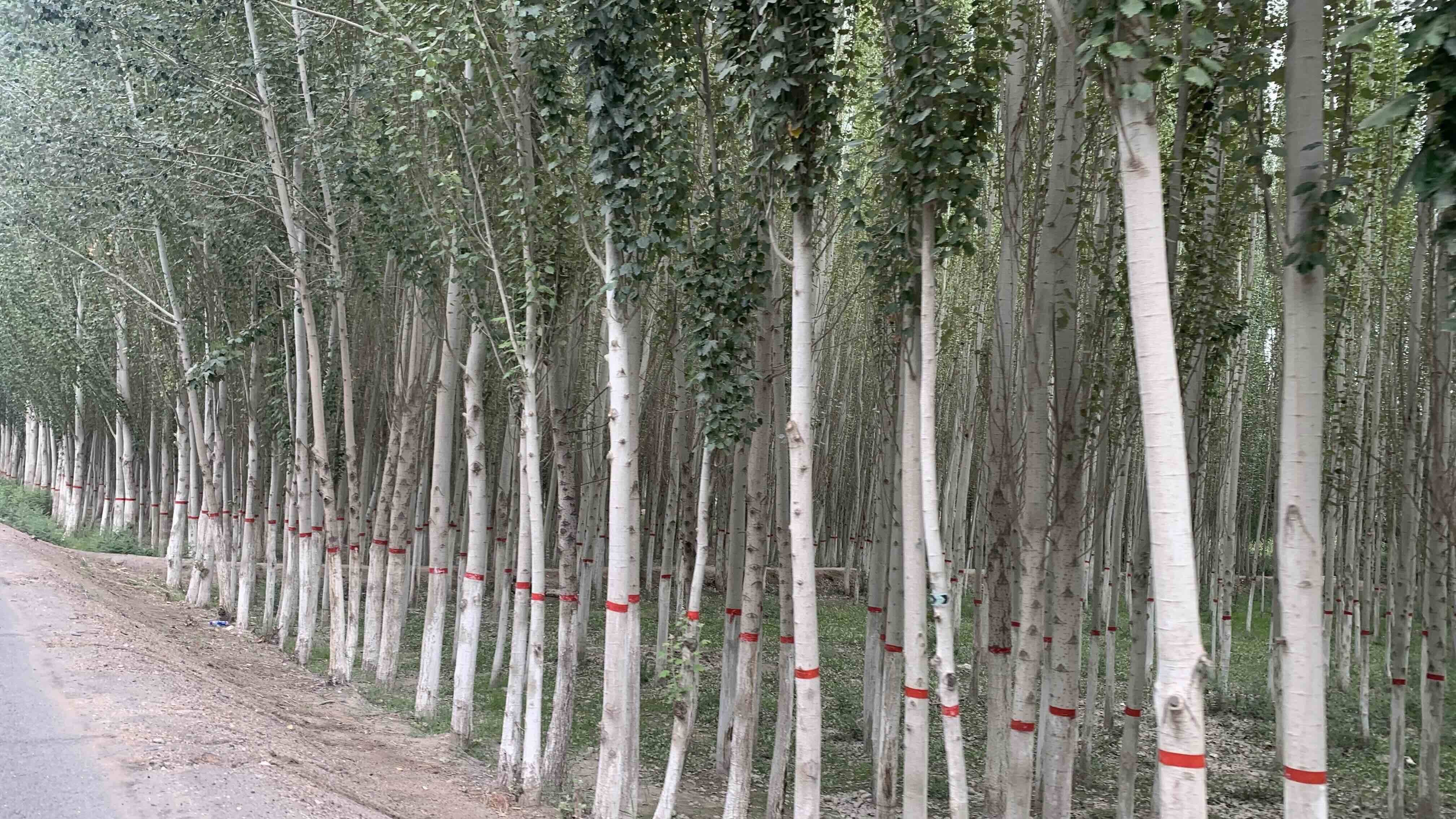畫紅線的樹林