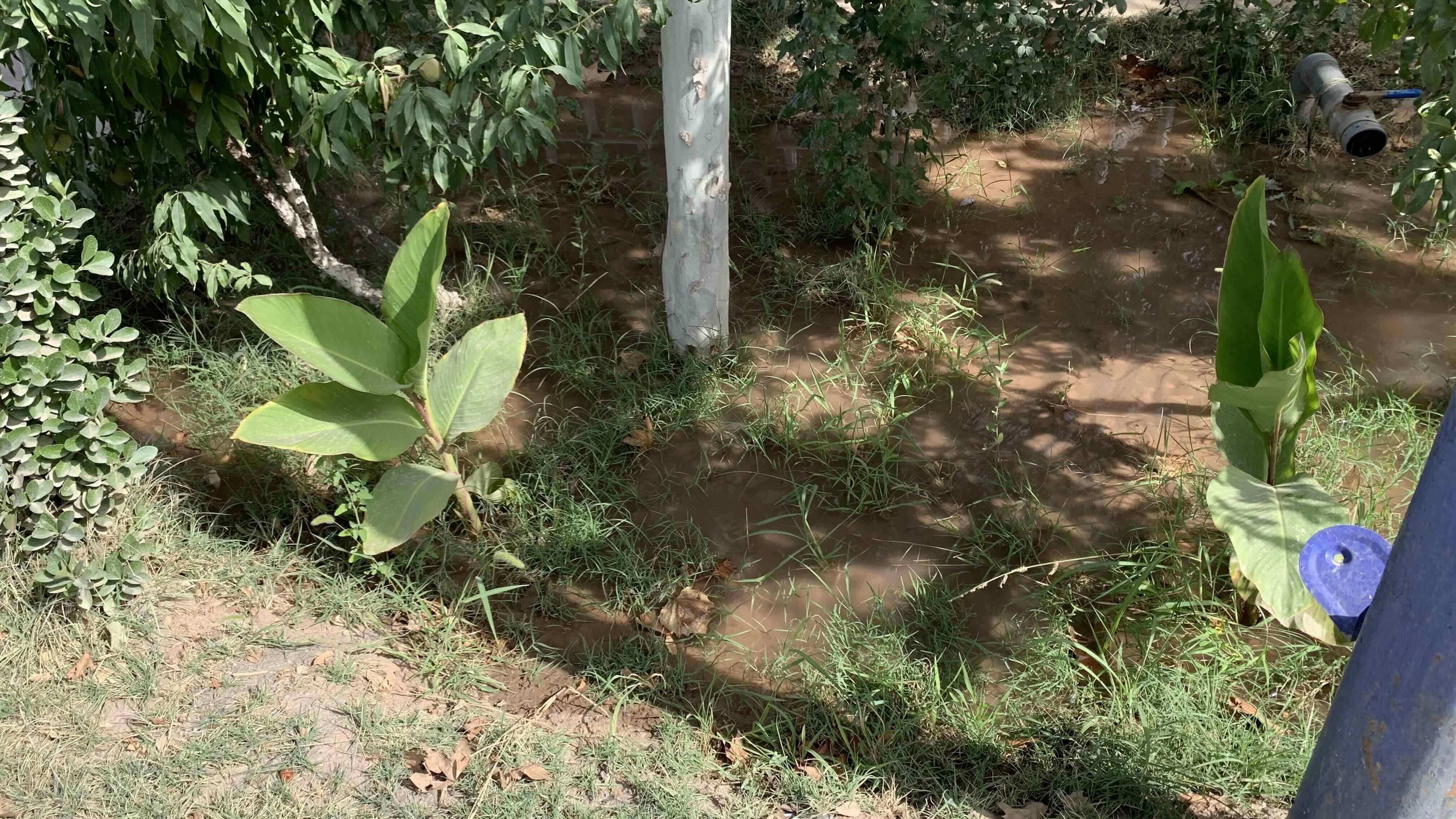 灌溉方式