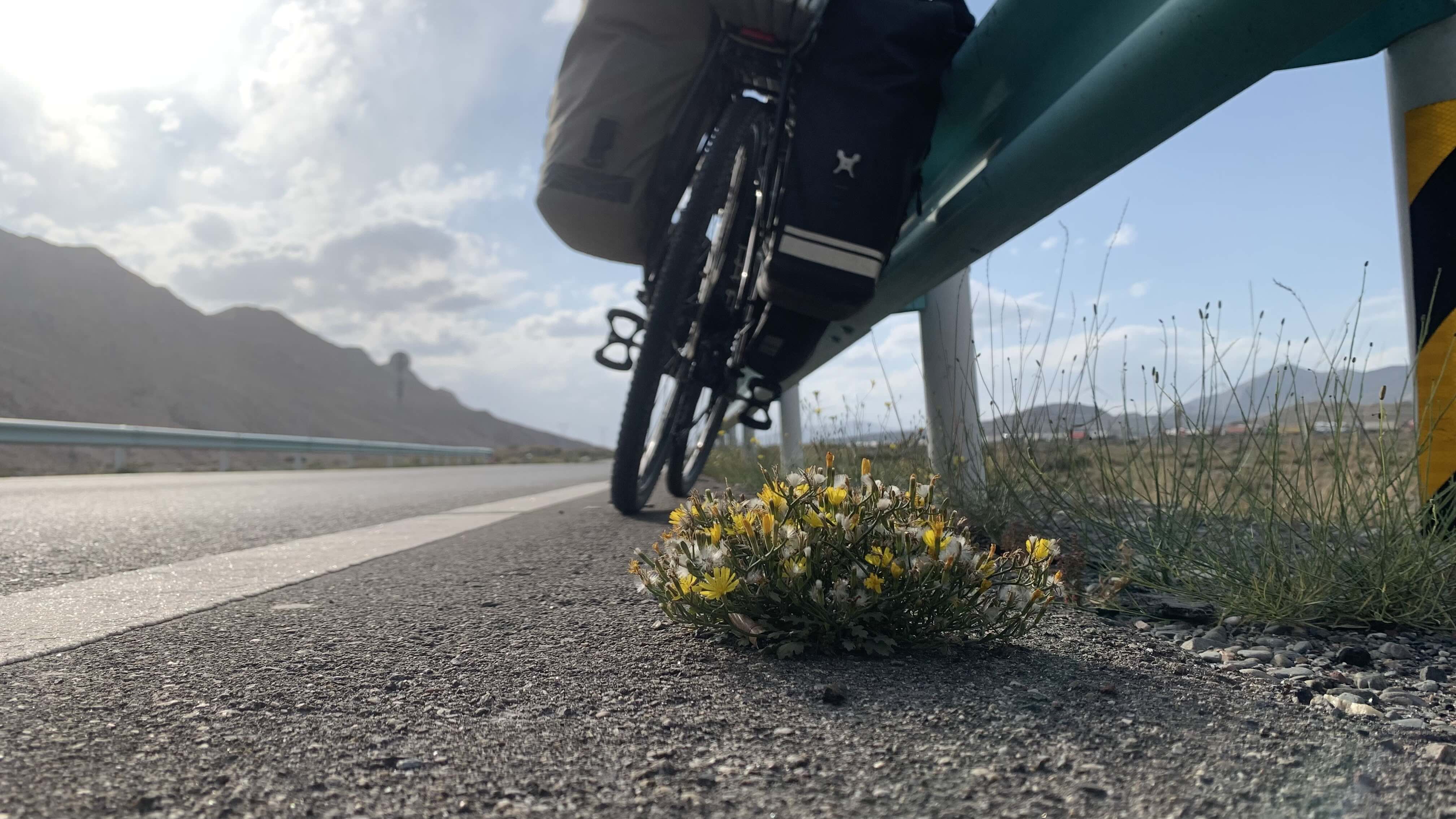 柏油路上的花