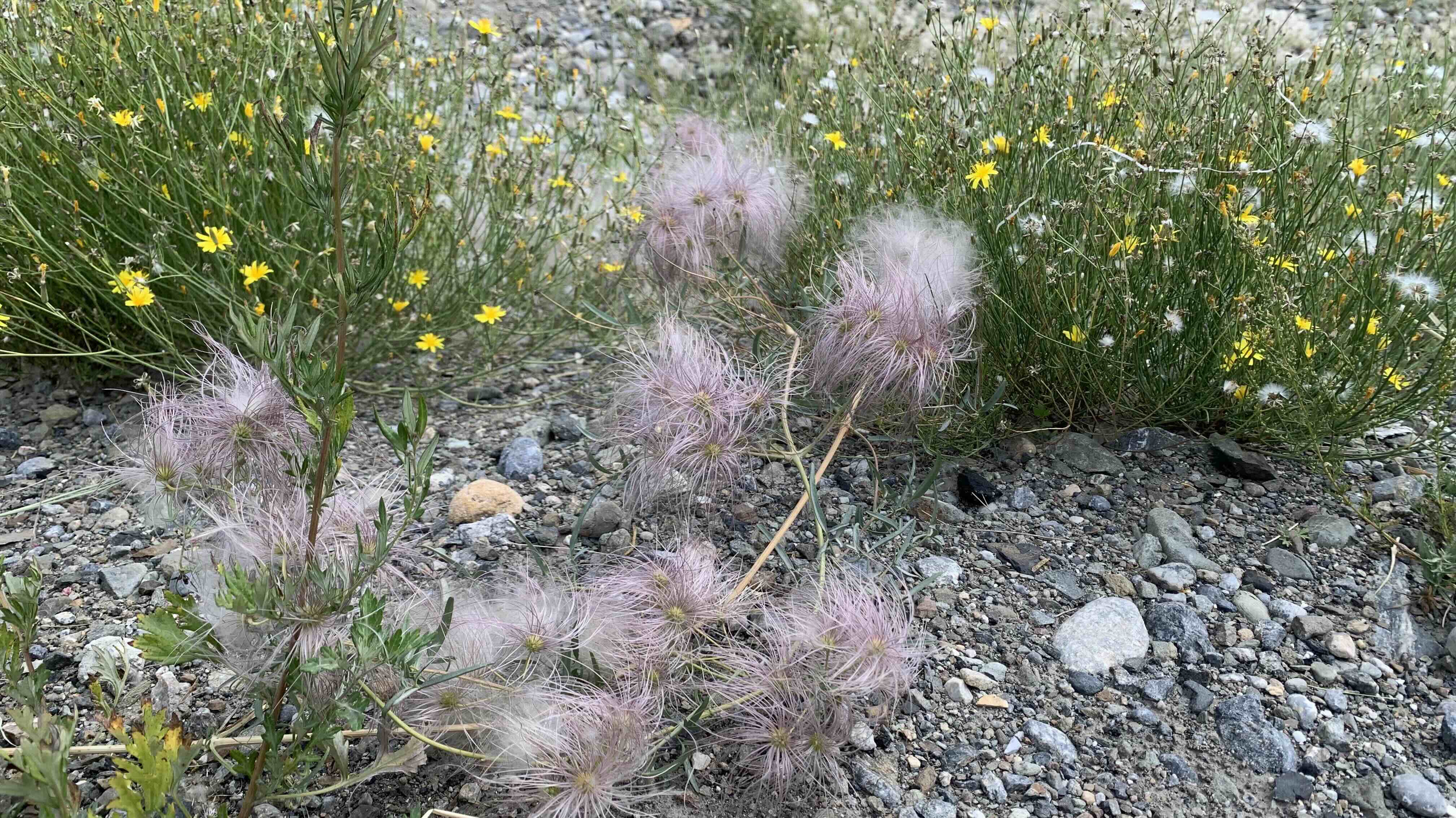 搖滾植物