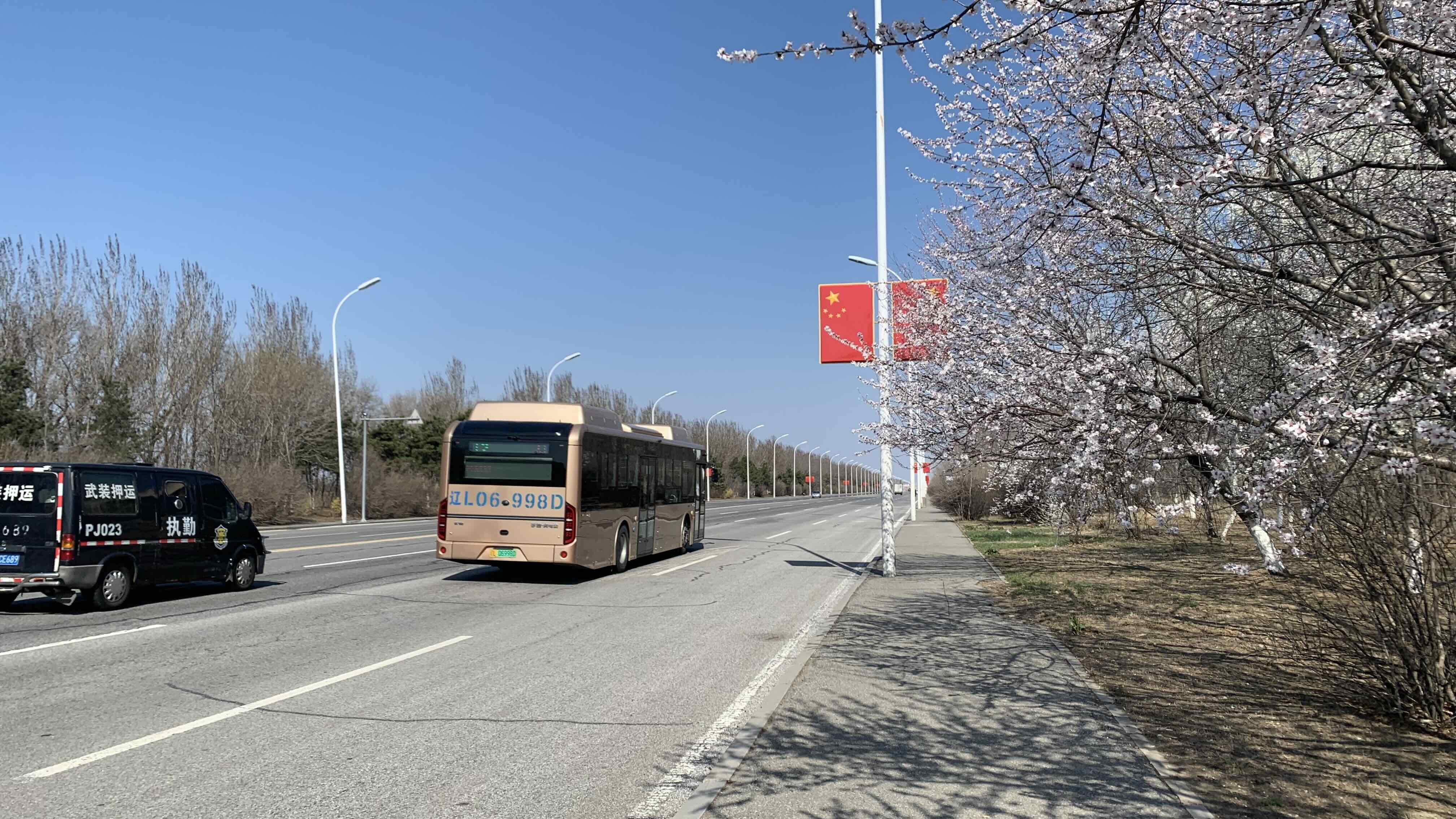 櫻花大道