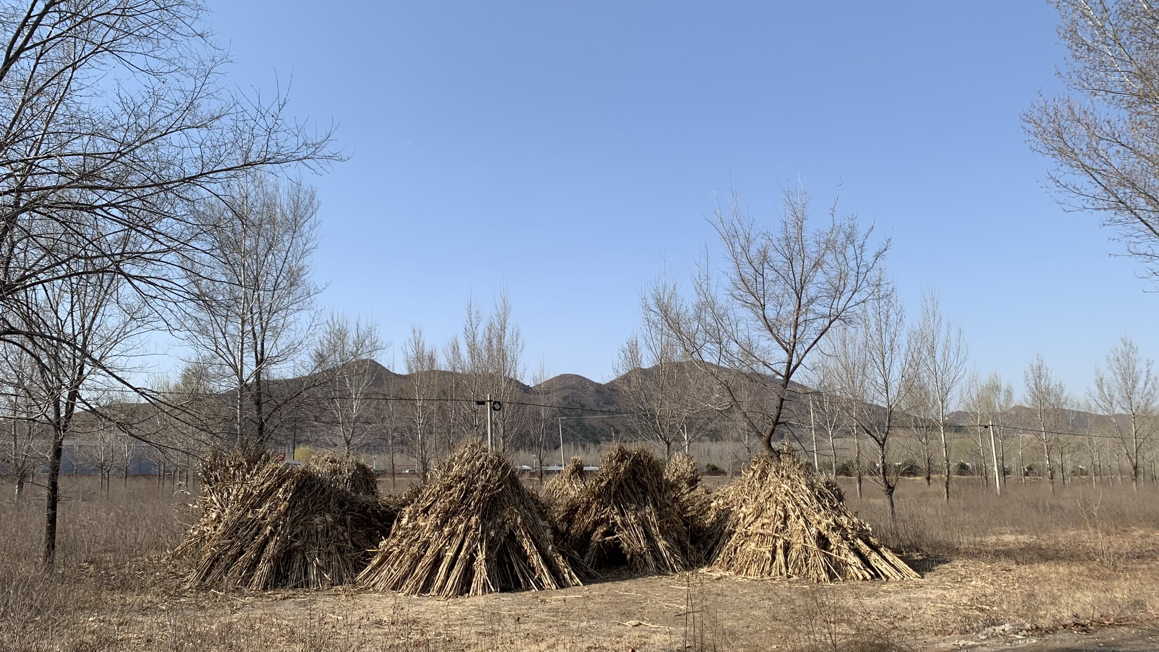 玉米堆