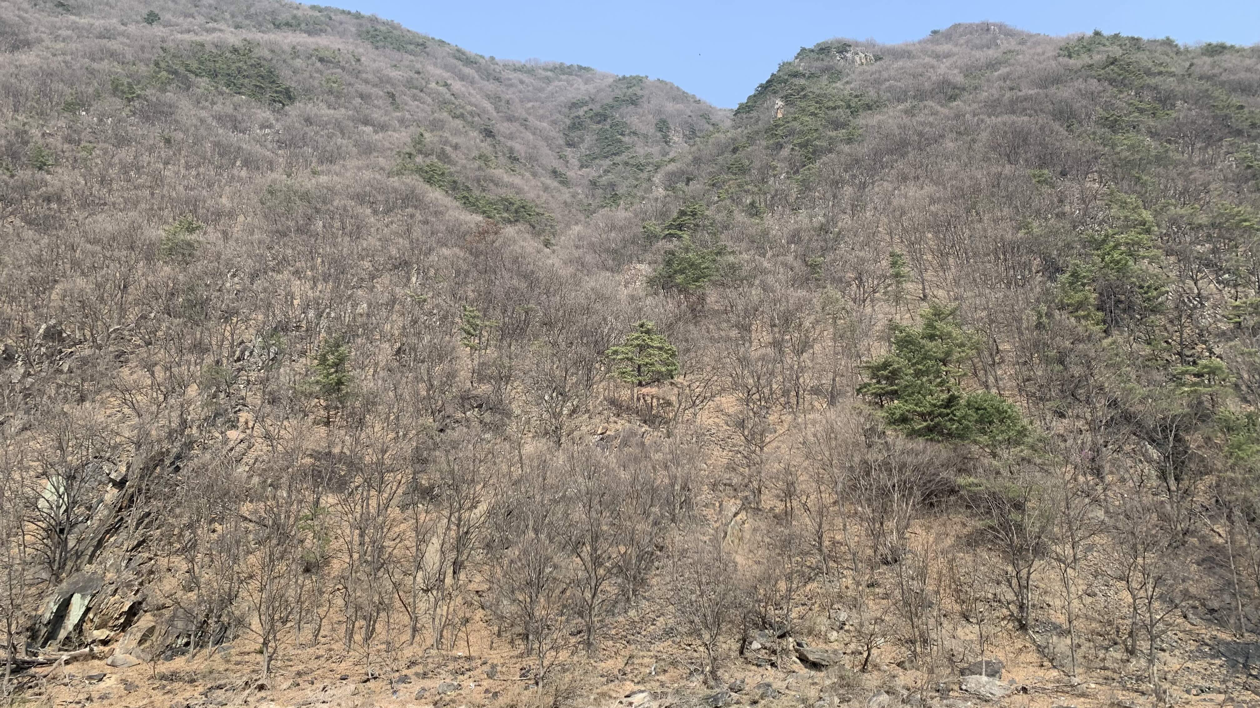 毛絨山
