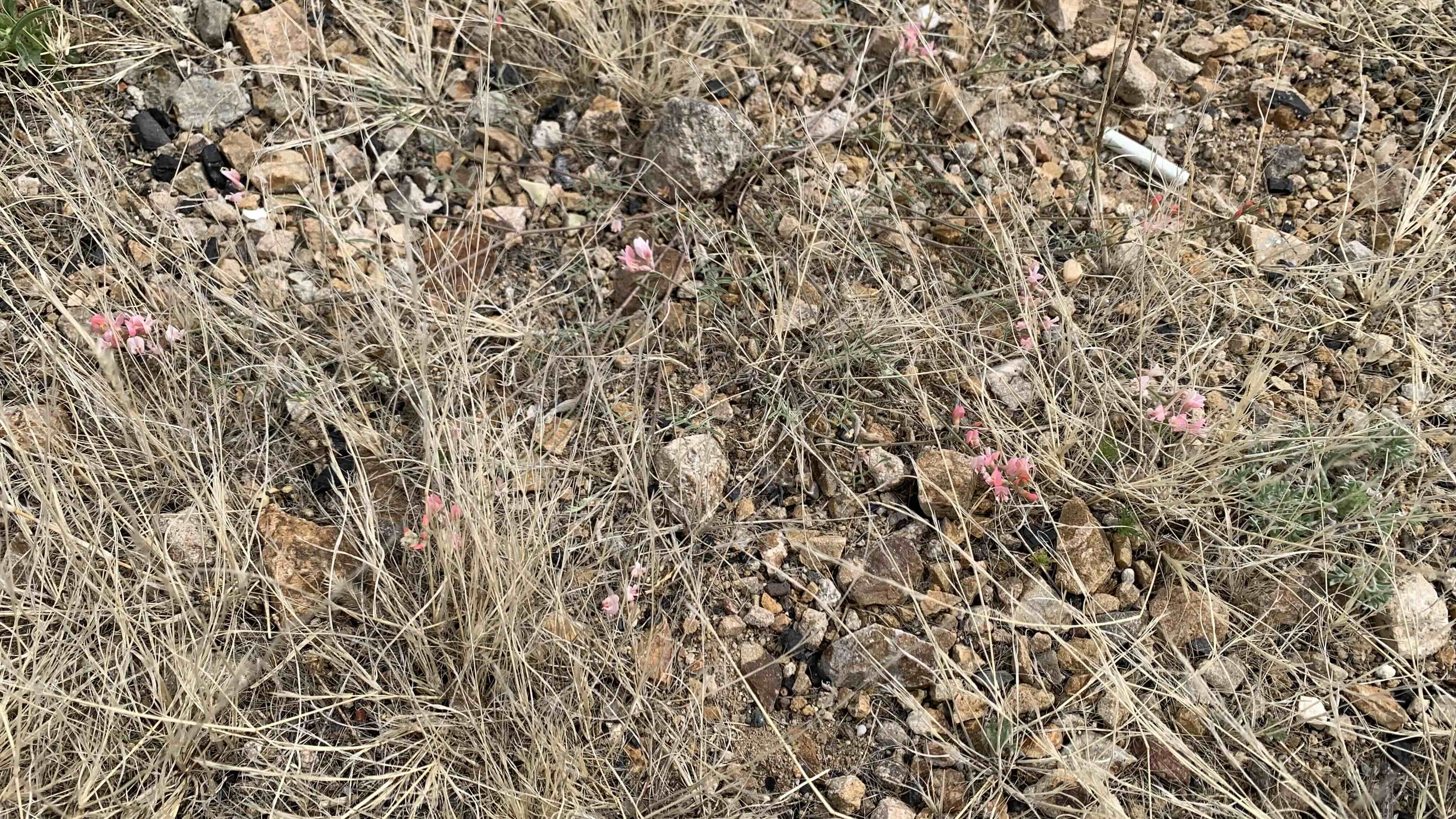 紅色小花