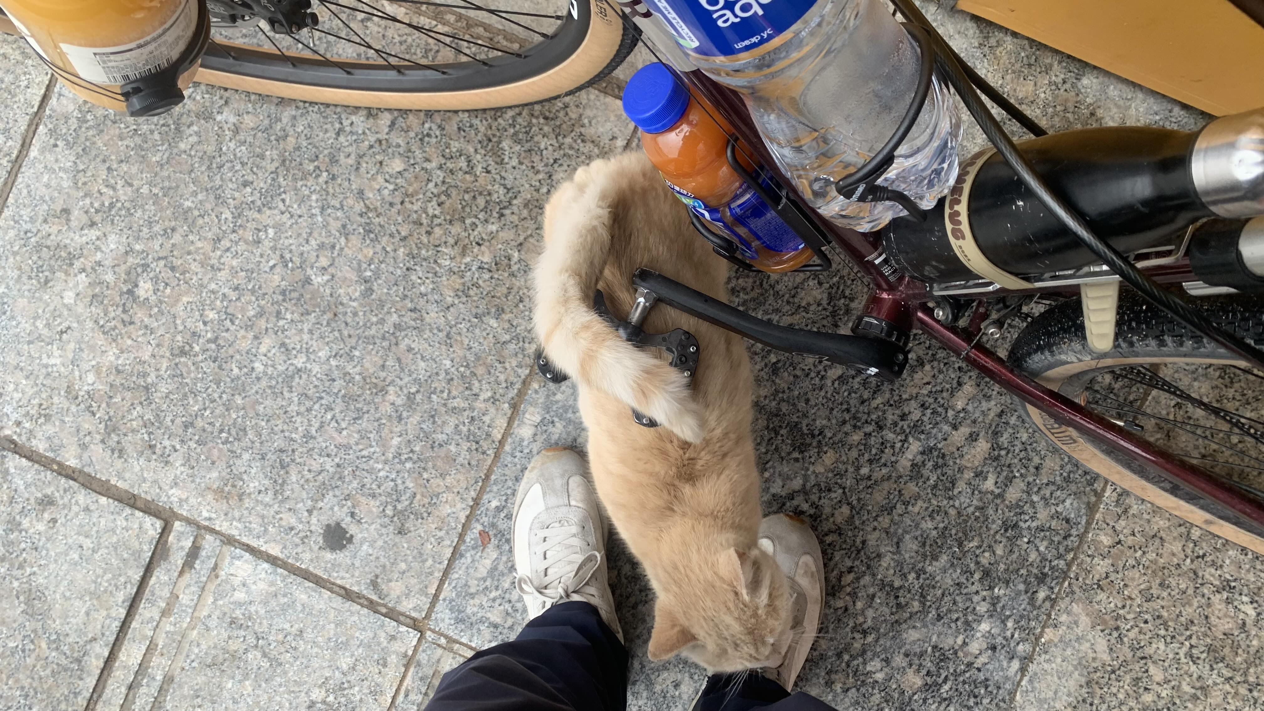貓